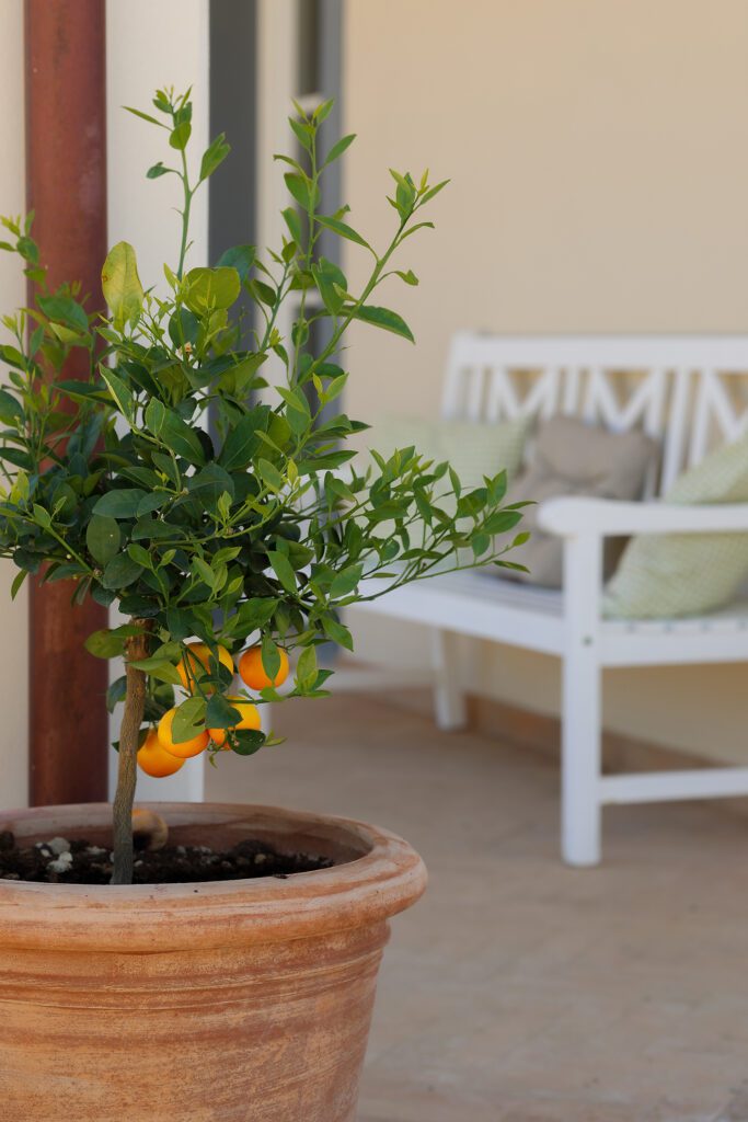 Tenuta-Masa-fruit-tree